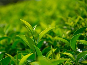 卖茶叶不如卖白酒？“信阳毛尖”拟更名“国龙茅台”惹争议