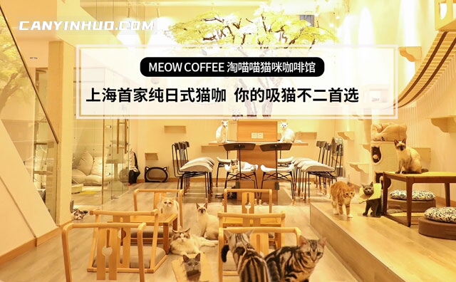 淘喵喵猫咪咖啡馆，上海一家纯日式猫咖