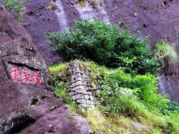 武夷山母树大红袍