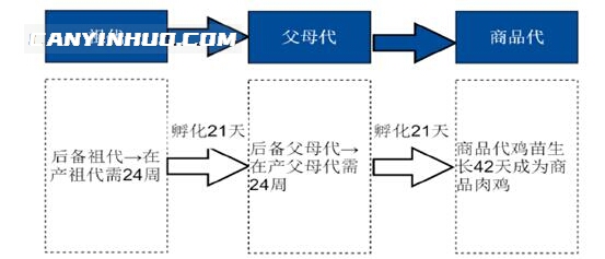 “祖代鸡”到“父母代鸡”再到“商品代鸡”